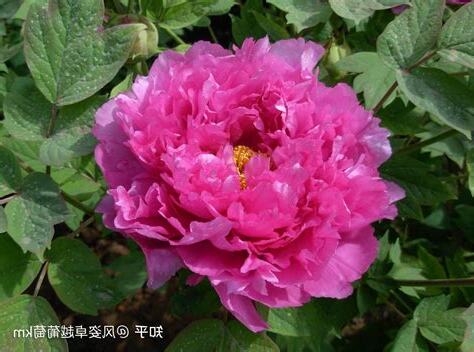 球牡丹 暖陽花